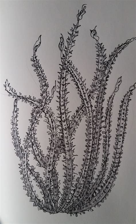 Sketch of the Week: Ocotillo