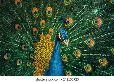 Portrait Peacock During Courtship Display Stock Photo 241130923 ...