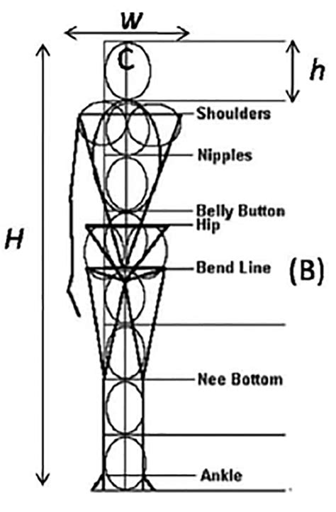 Human Body Proportion Model [29]. | Download Scientific Diagram