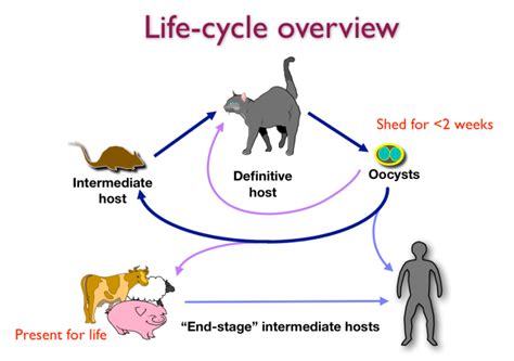 Toxoplasmosis and cats | International Cat Care