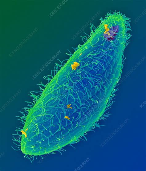 Ciliated protozoan (Tetrahymena thermophila), SEM - Stock Image - C032 ...