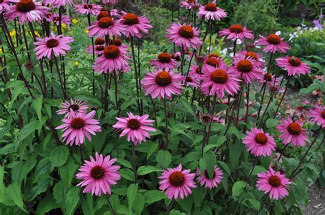 Coneflower, Purple - American Seed Co.