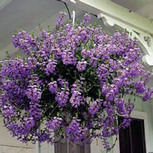 Scaevola Hanging Basket : Hanging Basket Scaevola Aemula Blue Buy Image ...