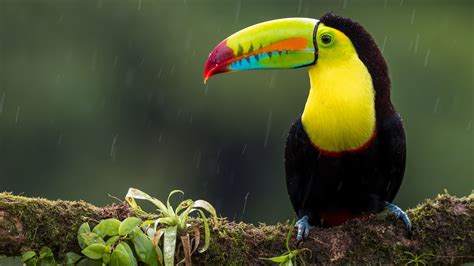 Toco Toucan Habitat