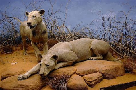 “The Ghost and The Darkness” – The Incredible True Story of The Man-Eaters of Tsavo | Man-eater ...