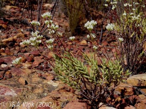 African Plants - A Photo Guide - Crassula tetragona L.