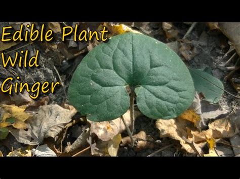 Wild Ginger Identification - SURVIVALIST.TV