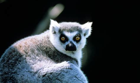 Madagascar | Animals, People, and Threats | WWF