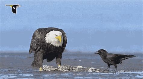 Vulture Crow GIF - Vulture Crow Lunch - Discover & Share GIFs