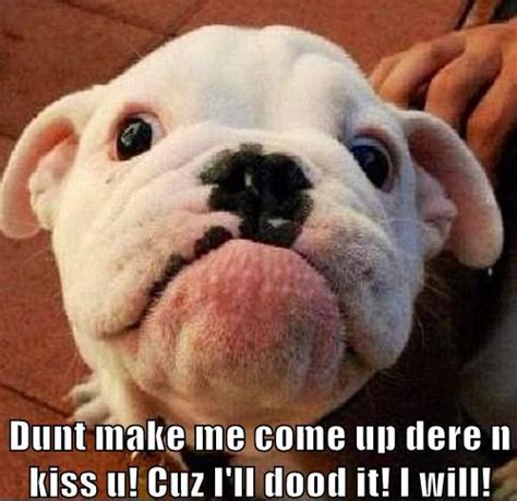 23 Great Bulldog Meme's To Zone Out On - Bullie Post