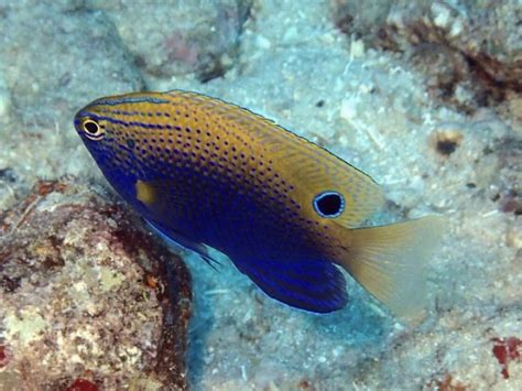 Snorkeling in Moorea: Best Tours & Snorkel Spots on the Island! - Eternal Arrival