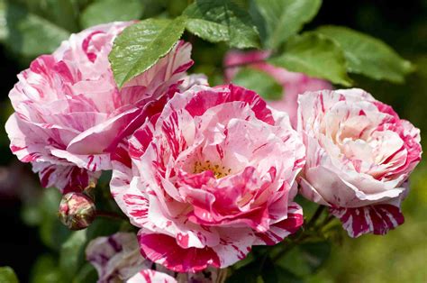 10 Types of Fragrant Roses to Grow