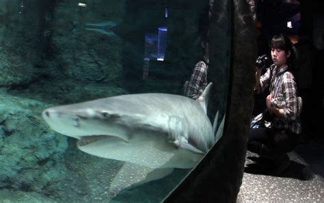 A look at Beijing's Blue Zoo aquarium - All Photos - UPI.com