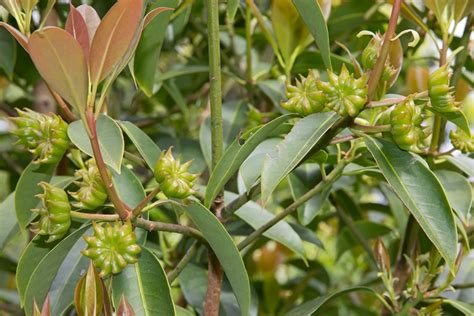 Star Anise - What is Star Anise and how to use it in cooking