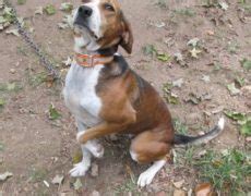 Treeing Cur Dog Info, Temperament, Puppies, Training, Pictures