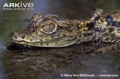 Close up of a young spectacled caiman | Caiman, Reptiles and amphibians, Baby animals