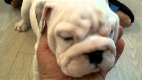 Micro teacup English Bulldog puppies for sale - YouTube