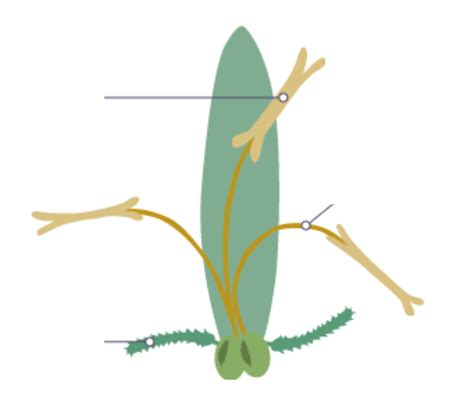 Diagram Of Wind Pollinated Flowers