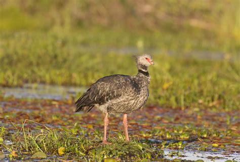 Southern Screamer in Ibera Wetlands. | Wetland, Animals, Southern