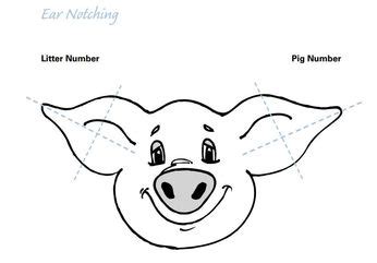 32 Pig Ear Notching Worksheet - support worksheet