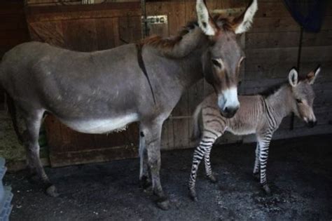 The First Ever Donkey-Zebra Cross Breed (8 pics) - Izismile.com