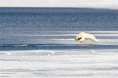 Wildlife in Norway: Your Guide to Wildlife Watching in Norway