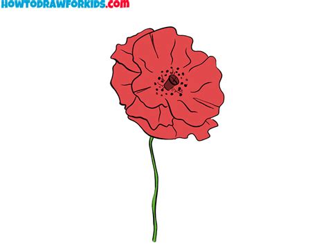 How to Draw a Poppy Flower - Easy Drawing Tutorial For Kids