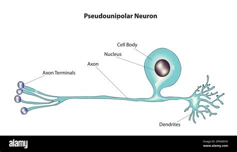 Unipolar Neuron Diagram