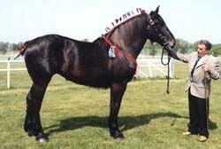 The Percheron - Horse breed, Horse breeding, types and breeds from Equiworld.