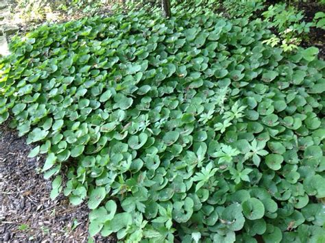 Wild Ginger (asarum canadense): This is Canadian wild ginger with its ...