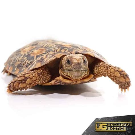 Adult Pancake Tortoise - Underground Reptiles