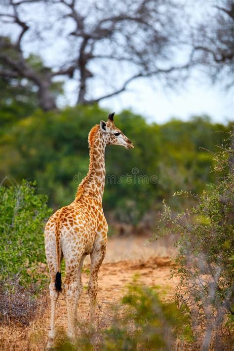 Baby giraffe stock photo. Image of safari, reserve, mammal - 14091288