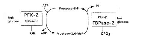 Phosphofructokinase 2 - Alchetron, The Free Social Encyclopedia