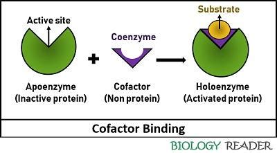 Difference Between Cofactor and Coenzyme (with Comparison Chart) - Biology Reader