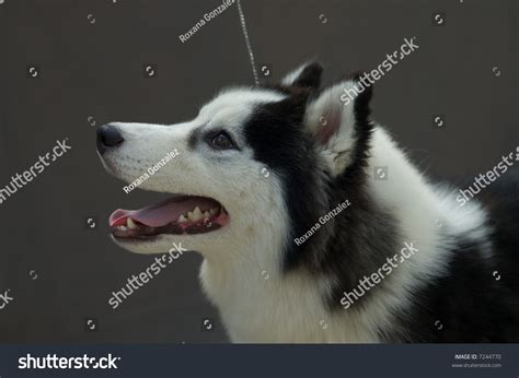 Picture Of A Piebald Siberian Husky Head Stock Photo 7244770 : Shutterstock