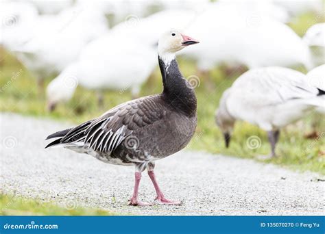 Migrating blue geese stock photo. Image of black, grass - 135070270