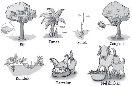 Kumpulan Tugas Sekolahnya Raka Bintang: Ciri Makhluk Hidup