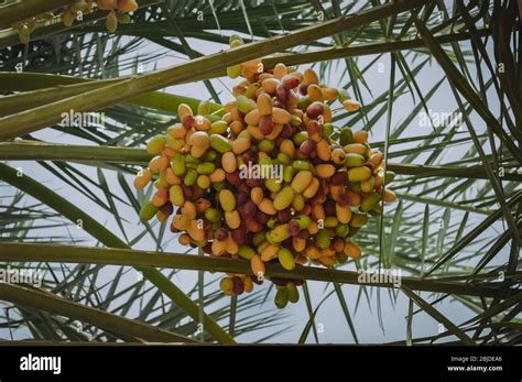 Saudi dates hi-res stock photography and images - Alamy