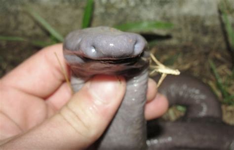 New blind snake species of found in Brazil near Amazon river-bed | Most Unbelievable & Amazing ...