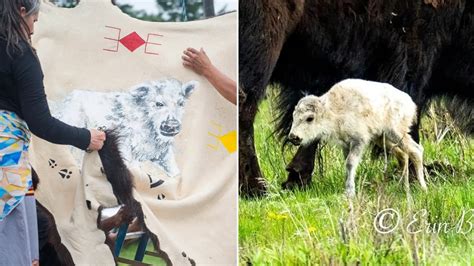 Rare white buffalo sacred to Native Americans not seen since June 4 ...