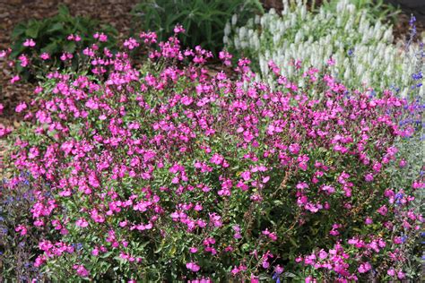 16 Best Types of Sage Varieties to Grow in Your Garden