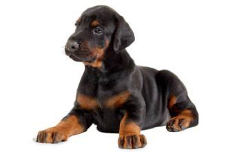 Doberman Ear Cropping Styles & Aftercare Tips - Petaddon