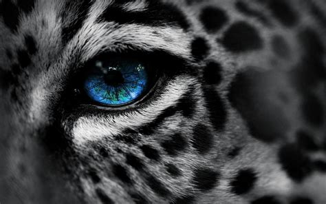 animals, Leopard, Blue Eyes, Selective Coloring Wallpapers HD / Desktop and Mobile Backgrounds