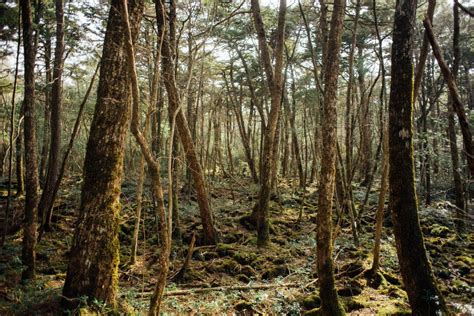 Trip to Aokigahara Forest - Yamanashi - Japan Travel