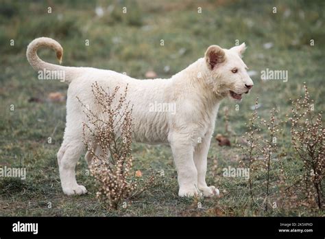 Rare and beautiful White albino Lion cub standing and waiting in the ...