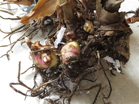 Susan's In the Garden: Overwintering canna lily bulbs: Update #1