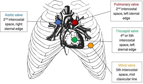 The Cardiac Cycle - Pressures in The Heart - TeachMePhysiology