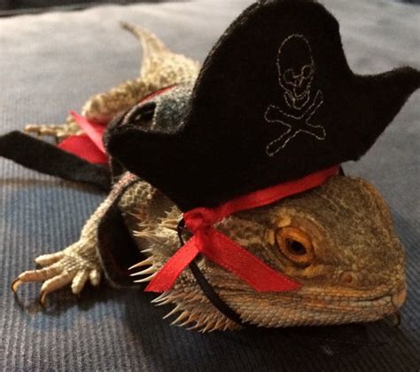 20 Bearded Dragon Costumes Every Owner Will Want - Vivarium World