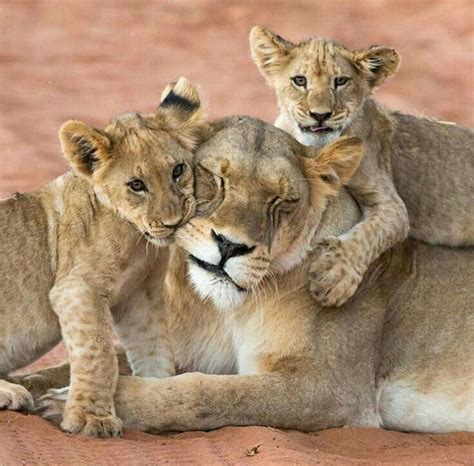 Lion cubs giving mom lots of love | Animals beautiful, Baby animals, Animals