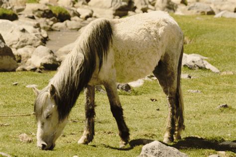 Zanskari Horse: The Ultimate Horse Breed Profile - Horse Wildlife